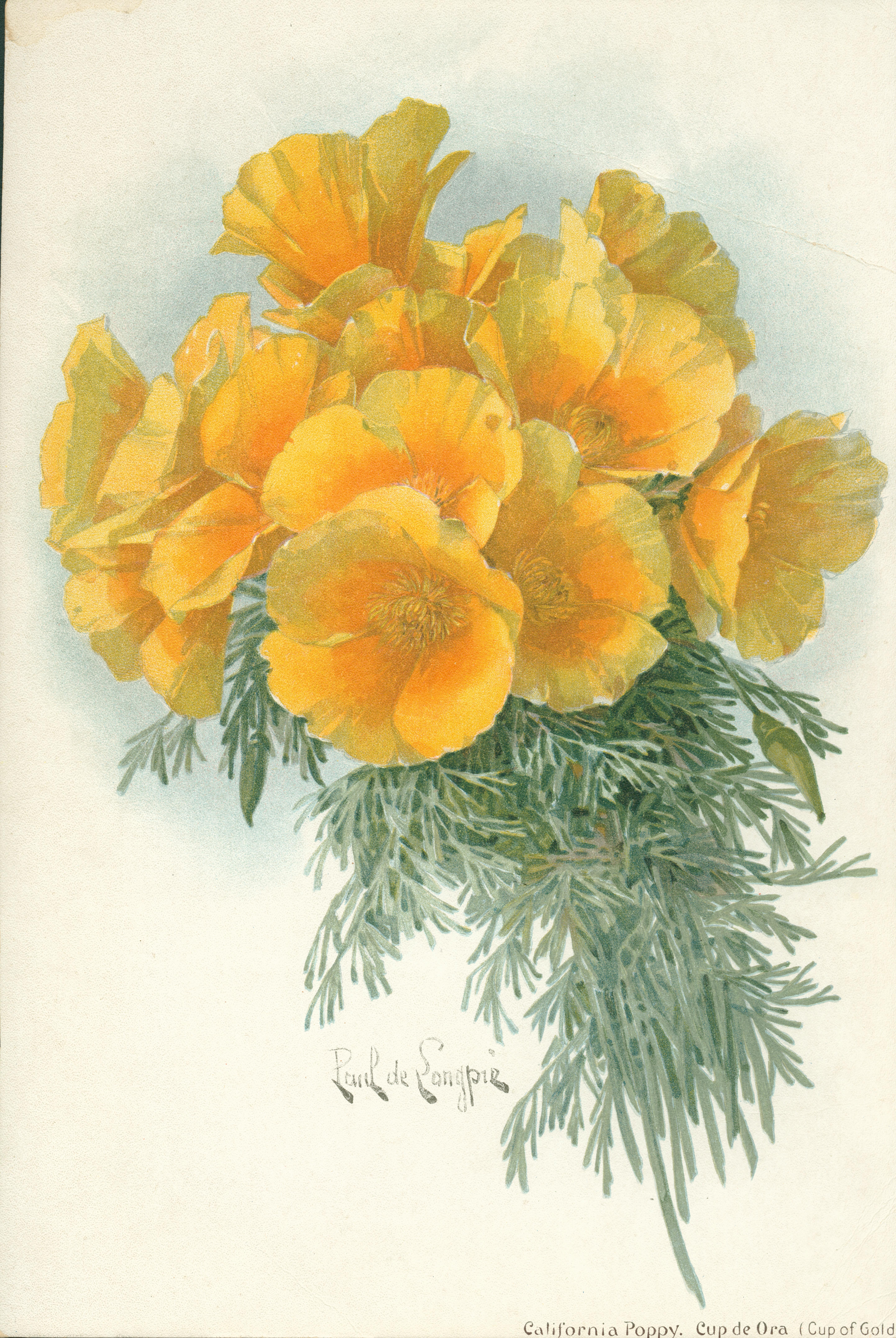 Shows a bouquet of California poppies